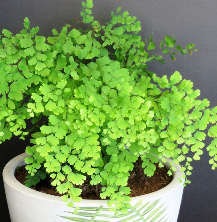 Maidenhair Ferns