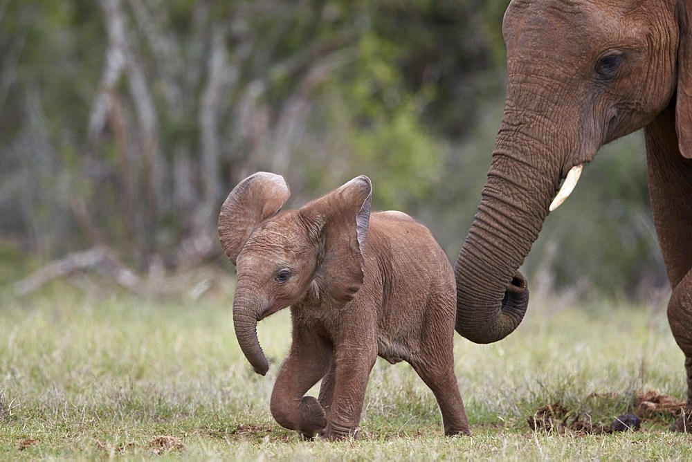 African Elephant (Loxodonta Africana) Baby And Mother, Addo Elephant National Park, South Africa