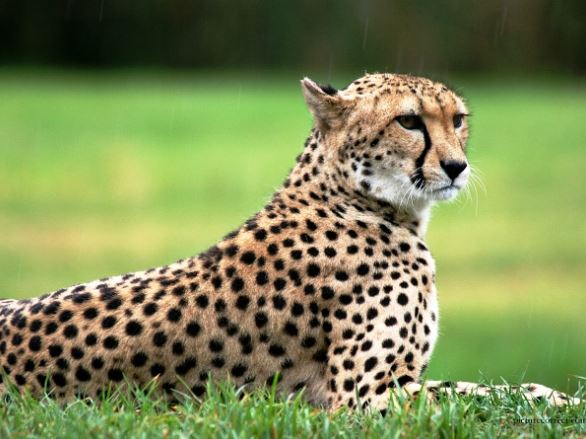 Cheetah