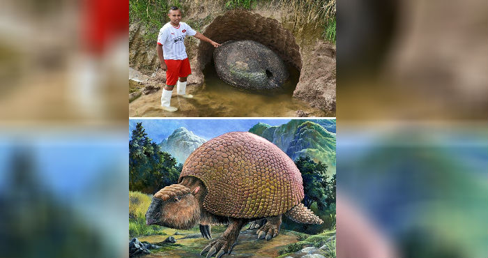 Giant Armadillo