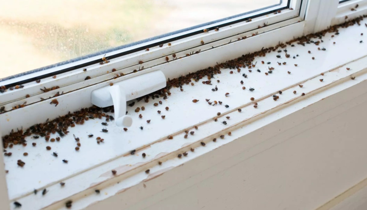 Dead Bugs On A Windowsill