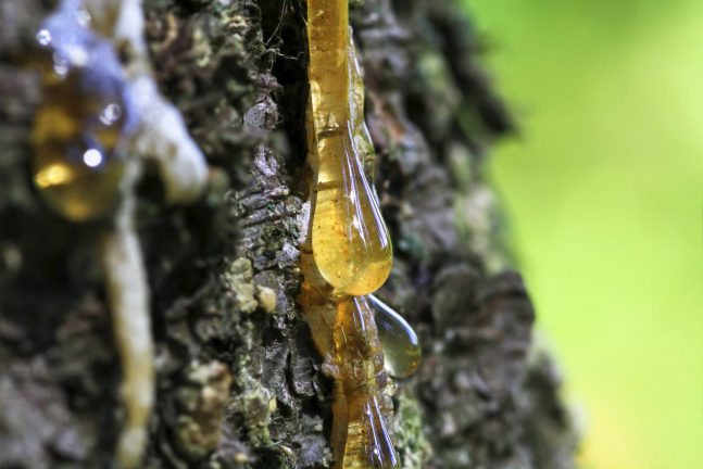 Clean Tree Sap Off