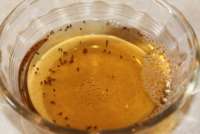 Catch Fruit Flies