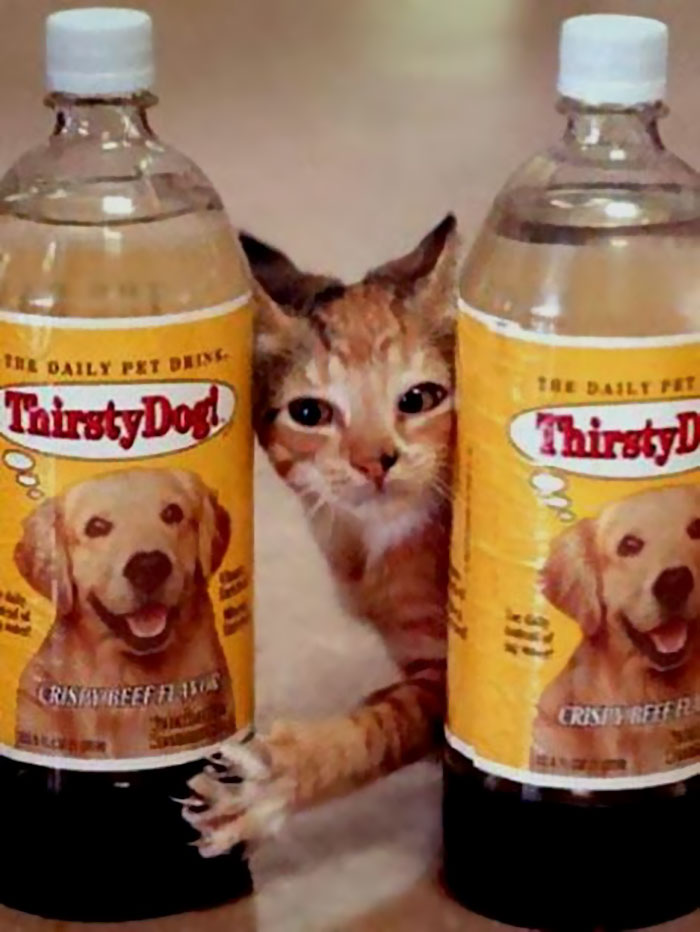 Thirsty Cat! And Thirsty Dog!