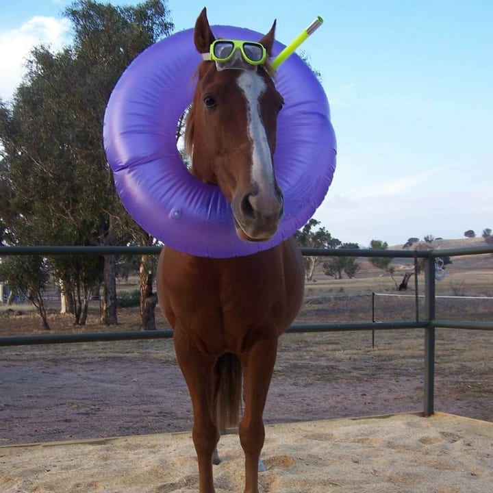 Spotting Seahorses