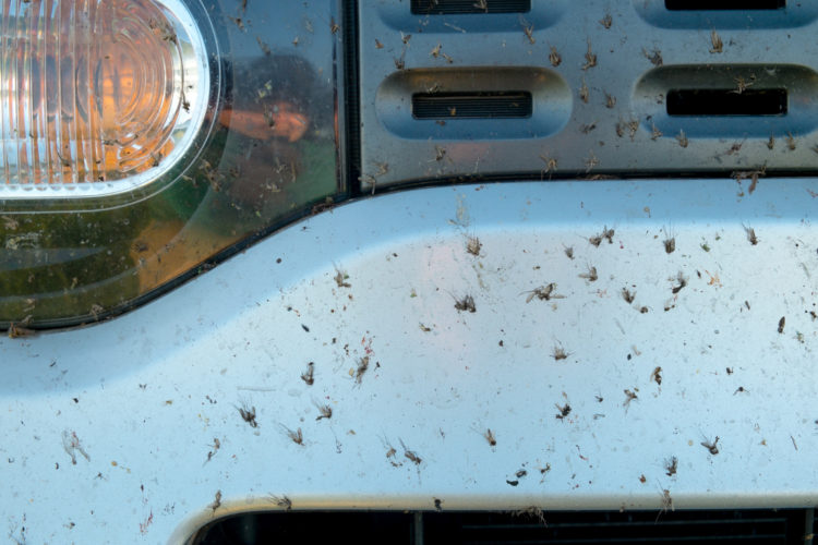 Cleaning Dead Bugs Off Your Car