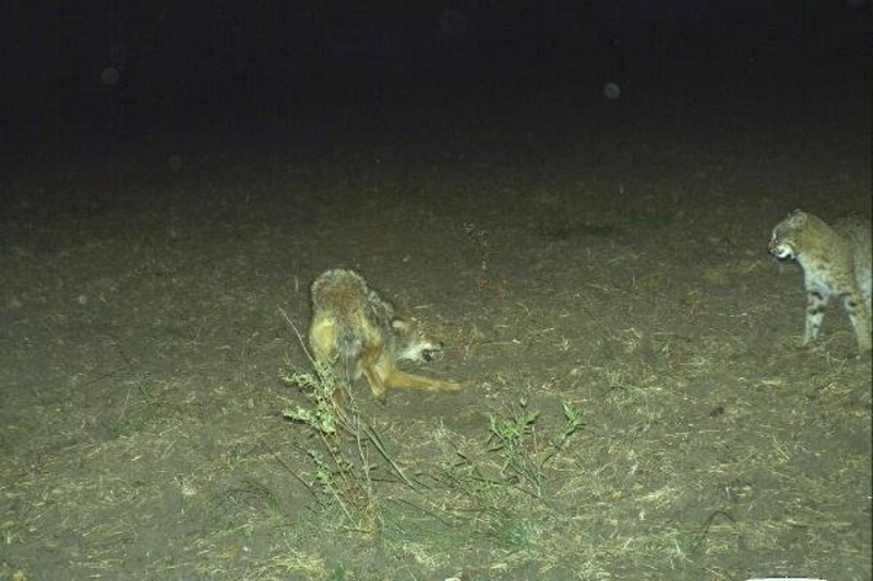 Cat Coyote Fight