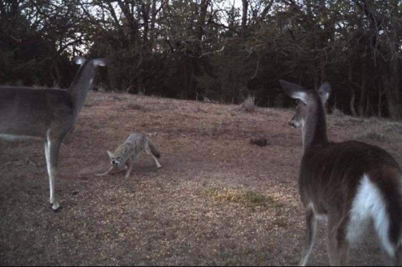 Coyote Vs. Deer