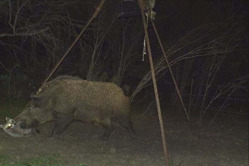 Boar Vs. Raccoon