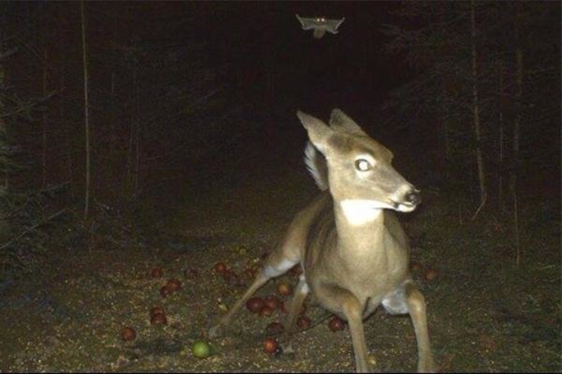 Fear The Flying Squirrel