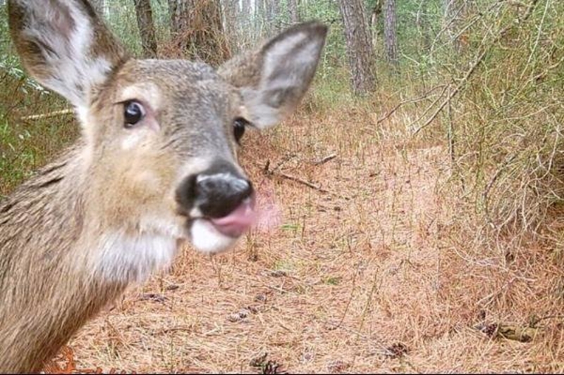 Deer Selfie