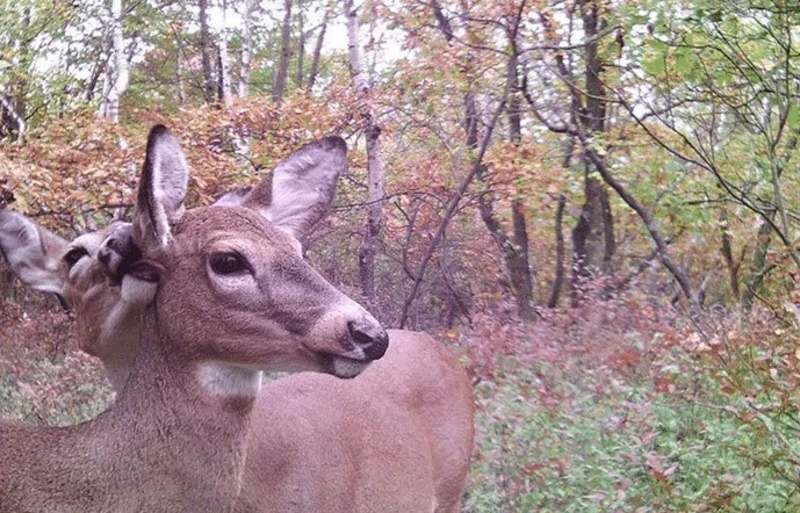 Deer In Love