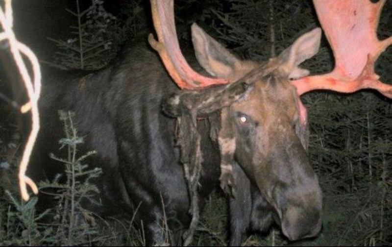 Moose Terror