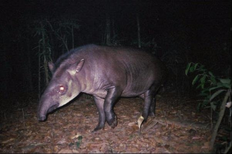 Anteater Up Close