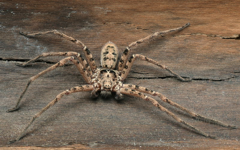 A Huntsman Spider