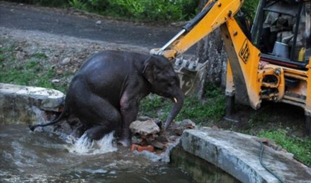 The Baby Elephant Is Rescued