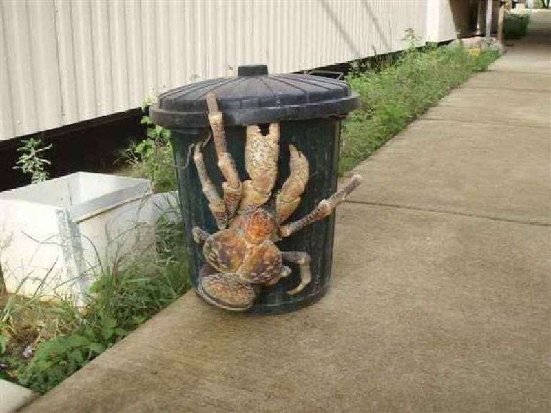 A Robber Crab