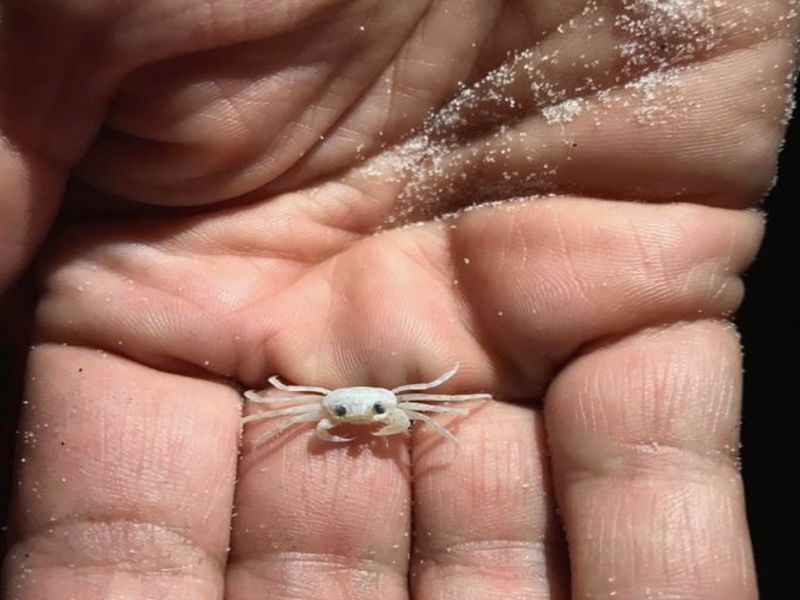 Ghost Crab