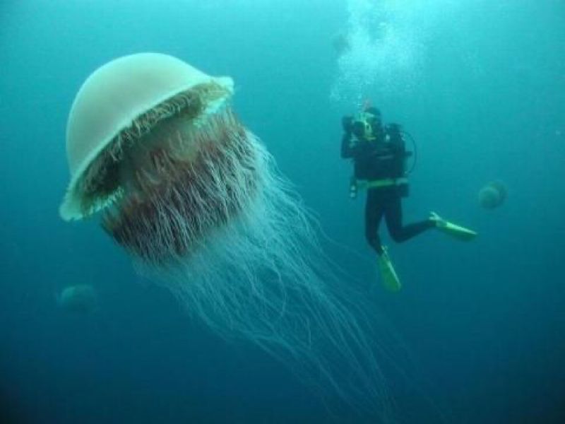 A Large Jellyfish