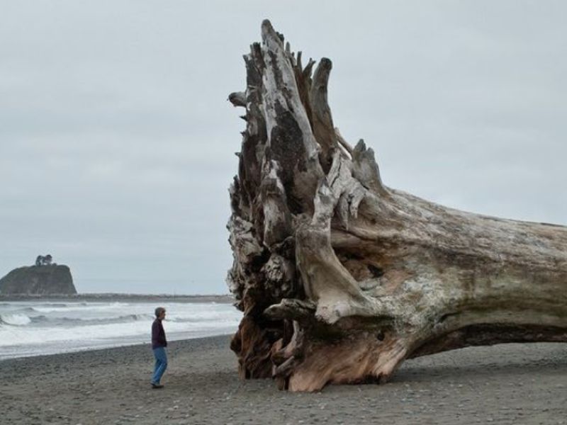 Gigantic Tree