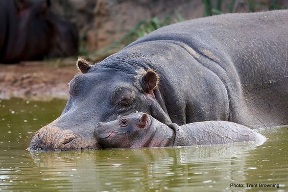 Hungry Hippo