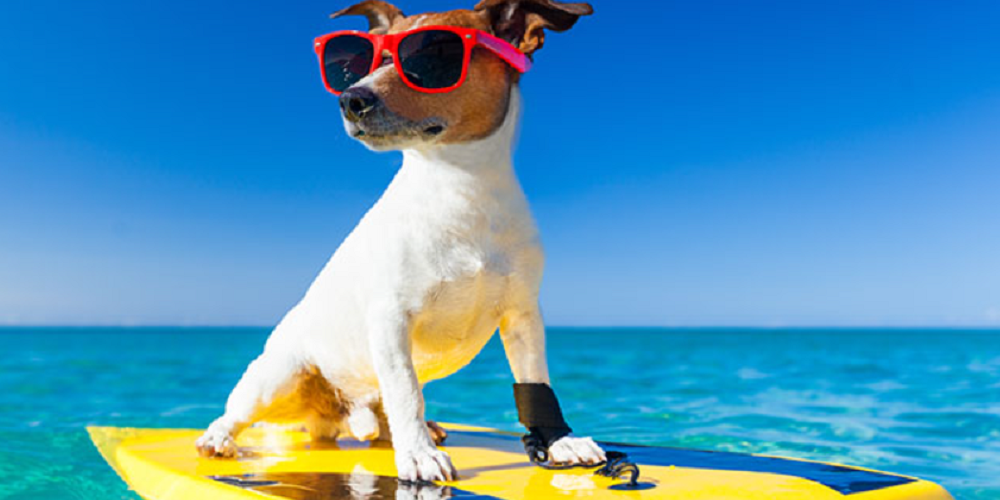 Surfer Puppy