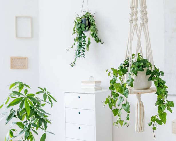 Hanging Plants Don't Take Up Space On The Floor