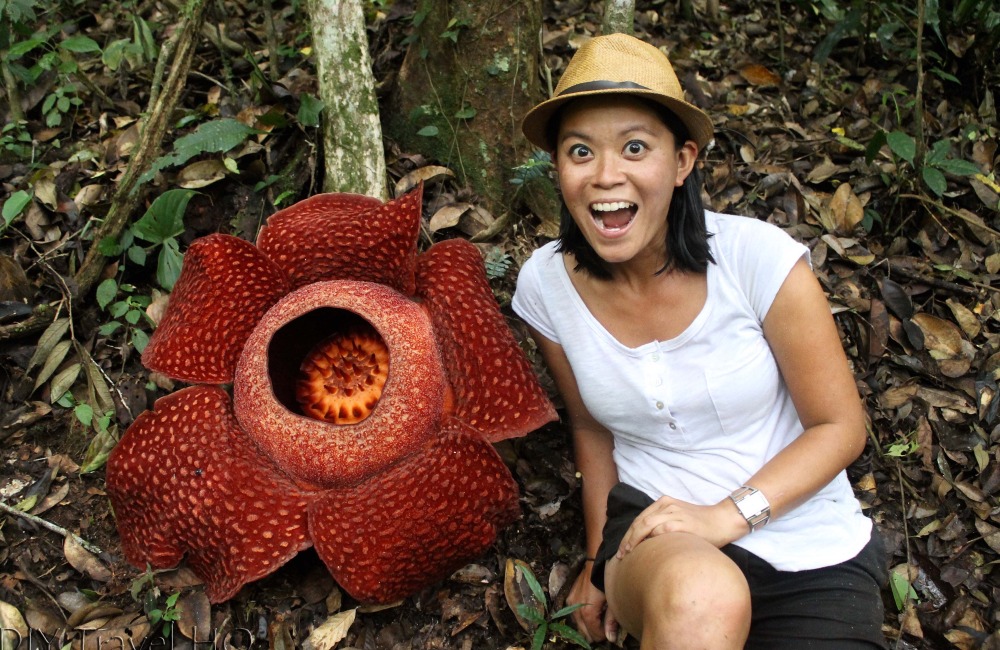4. Largest Flower in the Jungle