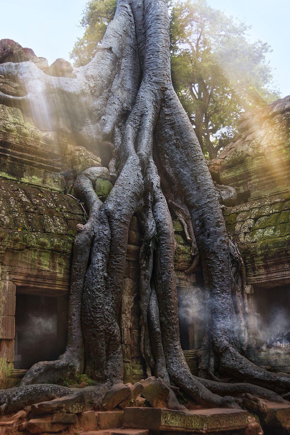 Ta Prohm Temple, Cambodia