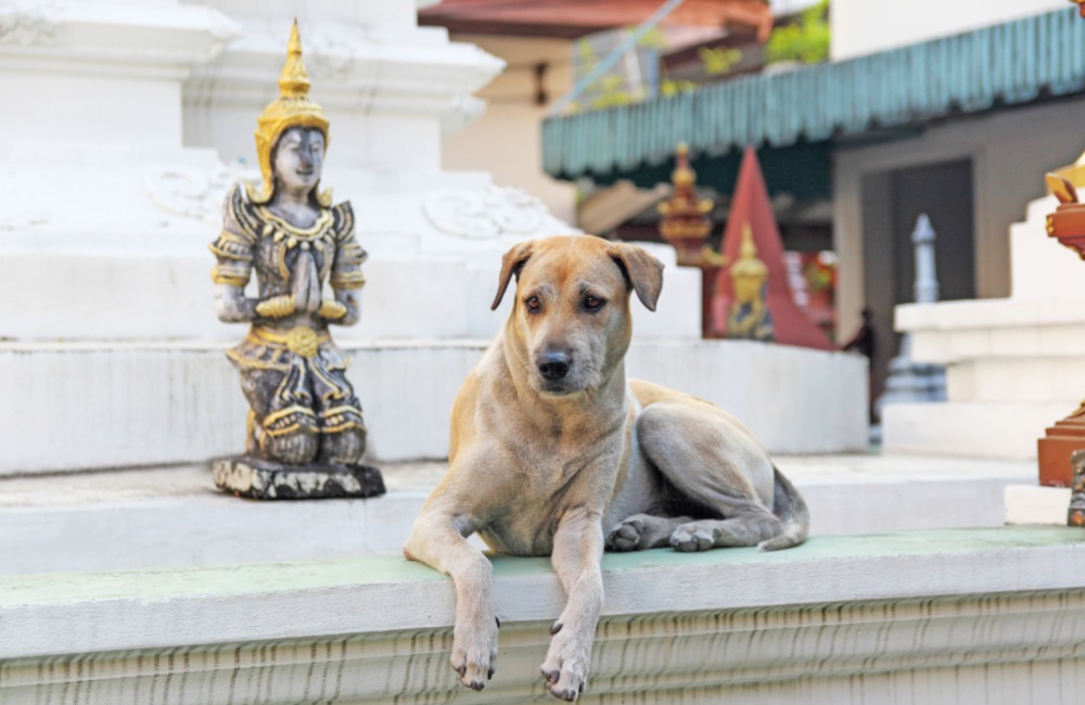 The Dog Temple