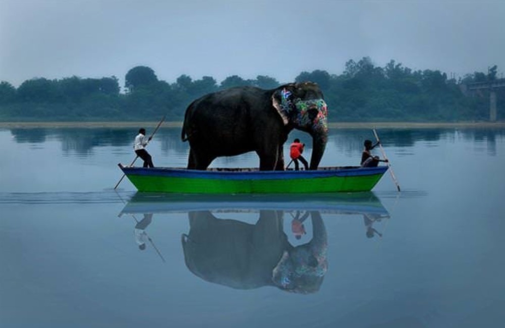 Elephants On Boats