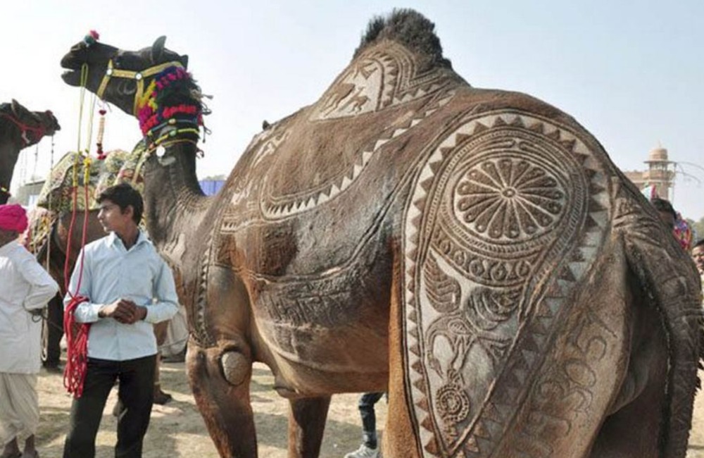 Decorated Camel