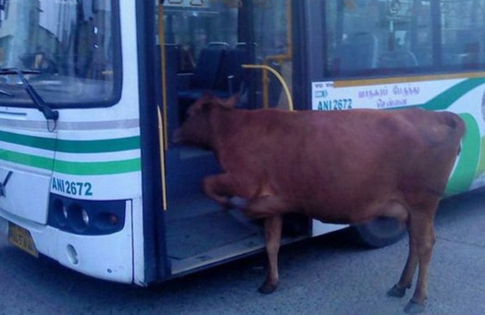 Public Transportation Animals